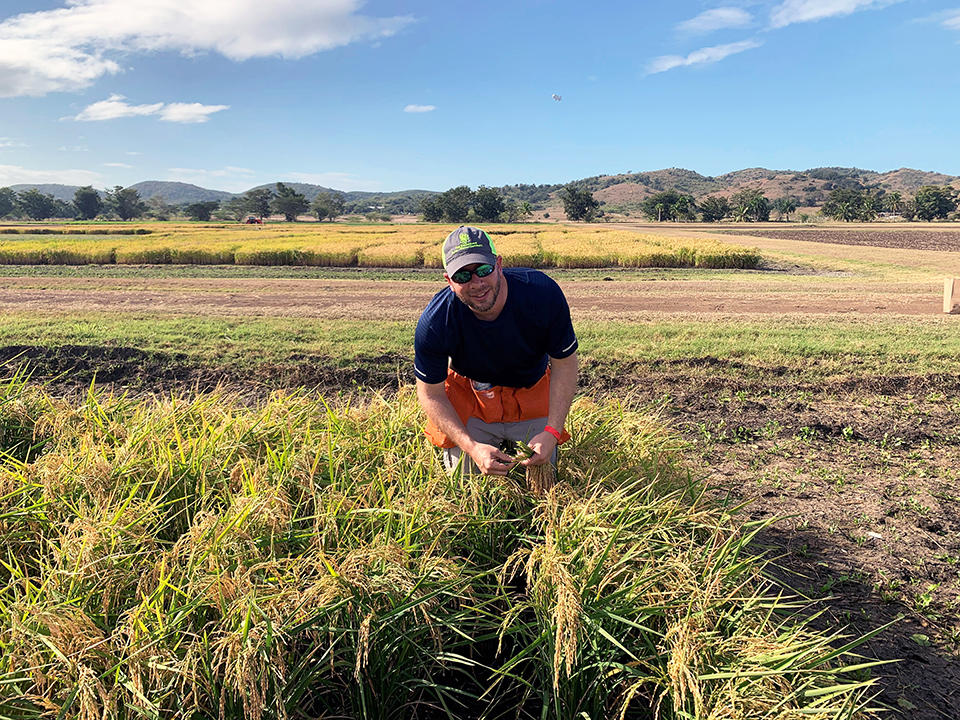 Puerto Rico nursery helps keep variety development on track despite setbacks in Louisiana